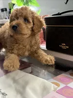 Cheetoh, a male Poodle - Toy  for sale in Morrow, GA – 3 of 5