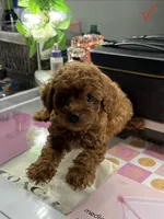 Leo, a male Poodle - Toy  for sale in Morrow, GA – 4 of 6