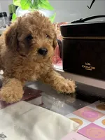 Cheetoh, a male Poodle - Toy  for sale in Morrow, GA – 4 of 5