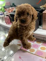 Leo, a male Poodle - Toy  for sale in Morrow, GA – 3 of 6