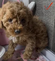 Blossom , a female Poodle - Toy  for sale in Morrow, GA – Photo 2 of 2