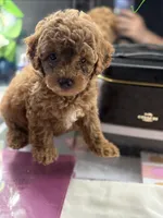 Milo, a male Poodle - Toy  for sale in Morrow, GA – 2 of 8