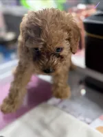 Coco, a female Poodle - Toy  for sale in Morrow, GA – 2 of 5