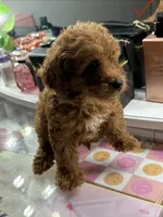 Leo, a male Poodle - Toy  for sale in Morrow, GA – 5 of 6