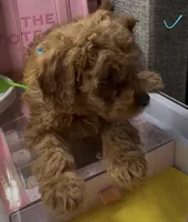 Bubbles, a female Poodle - Toy  for sale in Morrow, GA – Photo 1 of 2