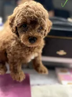 Milo, a male Poodle - Toy  for sale in Morrow, GA – 5 of 8