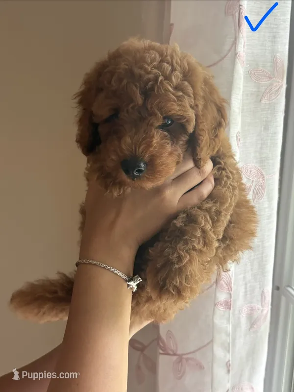 Blue – Poodle - Toy  puppy for sale in Morrow, GA