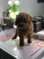 Mia, a female Poodle - Toy  for sale in Morrow, GA – 3 of 4