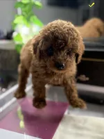 Blue, a male Poodle - Toy  for sale in Morrow, GA – 6 of 7
