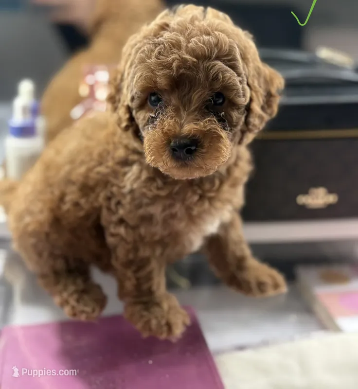 Milo – Poodle - Toy  puppy for sale in Morrow, GA