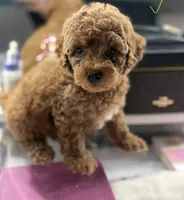 Milo, a male Poodle - Toy  for sale in Morrow, GA – 1 of 8