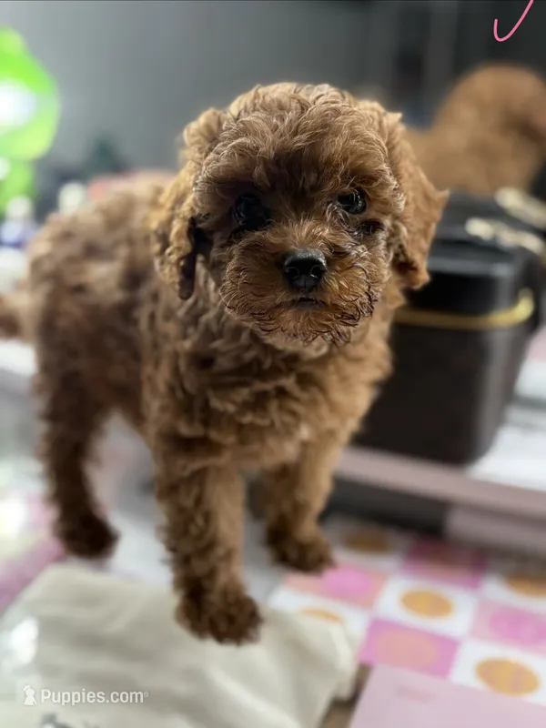 Mia – Poodle - Toy  puppy for sale in Morrow, GA