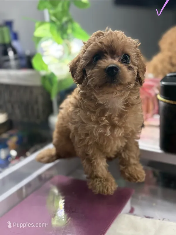 Coco – Poodle - Toy  puppy for sale in Morrow, GA