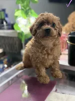 Coco, a female Poodle - Toy  for sale in Morrow, GA – 1 of 5