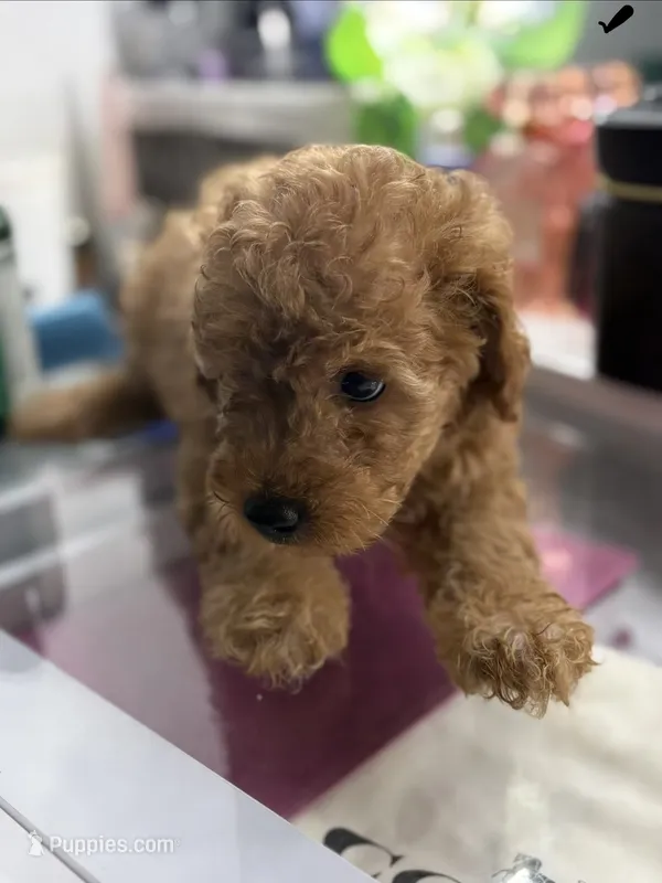 Cheetoh – Poodle - Toy  puppy for sale in Morrow, GA
