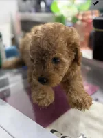 Cheetoh, a male Poodle - Toy  for sale in Morrow, GA – 1 of 5
