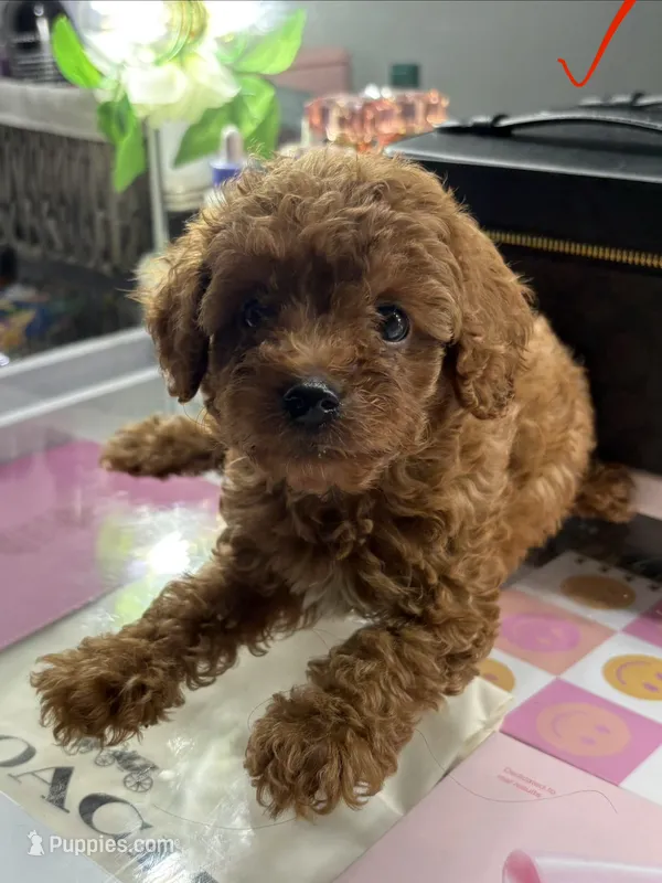 Leo – Poodle - Toy  puppy for sale in Morrow, GA