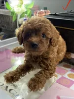 Leo, a male Poodle - Toy  for sale in Morrow, GA – 1 of 6