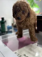 Blue, a male Poodle - Toy  for sale in Morrow, GA – 4 of 7