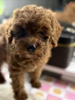 Mia, a female Poodle - Toy  for sale in Morrow, GA – 2 of 4