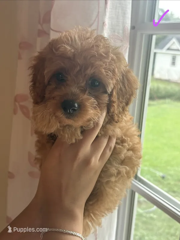 Coco – Poodle - Toy  puppy for sale in Morrow, GA