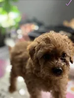 Coco, a female Poodle - Toy  for sale in Morrow, GA – 5 of 5