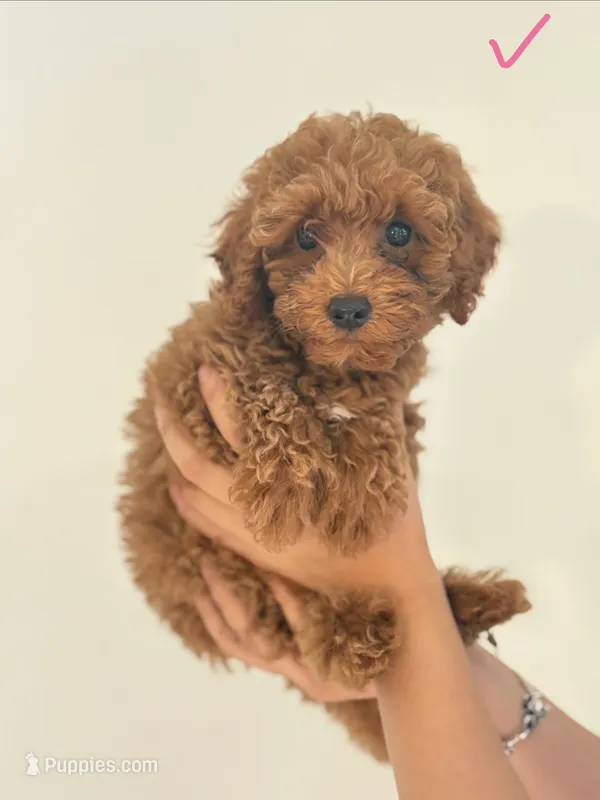 Mia – Poodle - Toy  puppy for sale in Morrow, GA