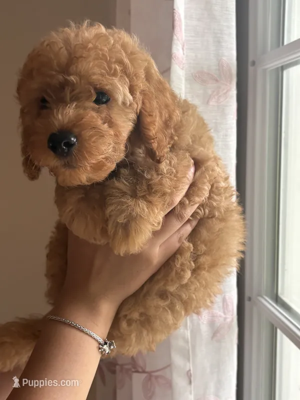 Cheetoh – Poodle - Toy  puppy for sale in Morrow, GA