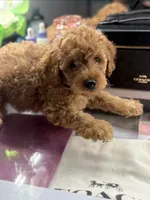 Cheetoh, a male Poodle - Toy  for sale in Morrow, GA – 5 of 5
