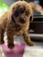 Blue, a male Poodle - Toy  for sale in Morrow, GA – 2 of 7