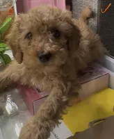 Micheal Angelo , a male Poodle - Toy  for sale in Morrow, GA – Photo 1 of 2