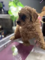 Coco, a female Poodle - Toy  for sale in Morrow, GA – 4 of 5