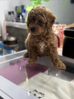 Milo, a male Poodle - Toy  for sale in Morrow, GA – 7 of 8
