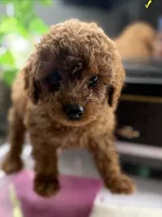 Blue, a male Poodle - Toy  for sale in Morrow, GA – 3 of 7