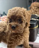 Mia, a female Poodle - Toy  for sale in Morrow, GA – 4 of 4