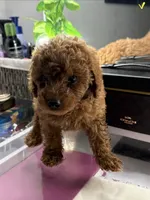 Blue, a male Poodle - Toy  for sale in Morrow, GA – 5 of 7