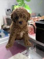 Milo, a male Poodle - Toy  for sale in Morrow, GA – 8 of 8