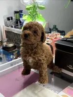 Milo, a male Poodle - Toy  for sale in Morrow, GA – 6 of 8