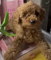 Buttercup, a female Poodle - Toy  for sale in Morrow, GA – Photo 1 of 2