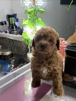 Milo, a male Poodle - Toy  for sale in Morrow, GA – 4 of 8