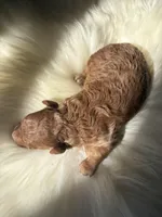 Toki (AKC), a female Poodle - Toy  for sale in Dallas, TX – Photo 4 of 6