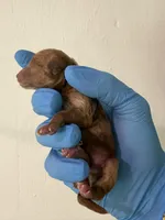 Toki (AKC), a female Poodle - Toy  for sale in Dallas, TX – Photo 2 of 6