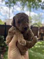 Toki (AKC), a female Poodle - Toy  for sale in Dallas, TX – Photo 6 of 6