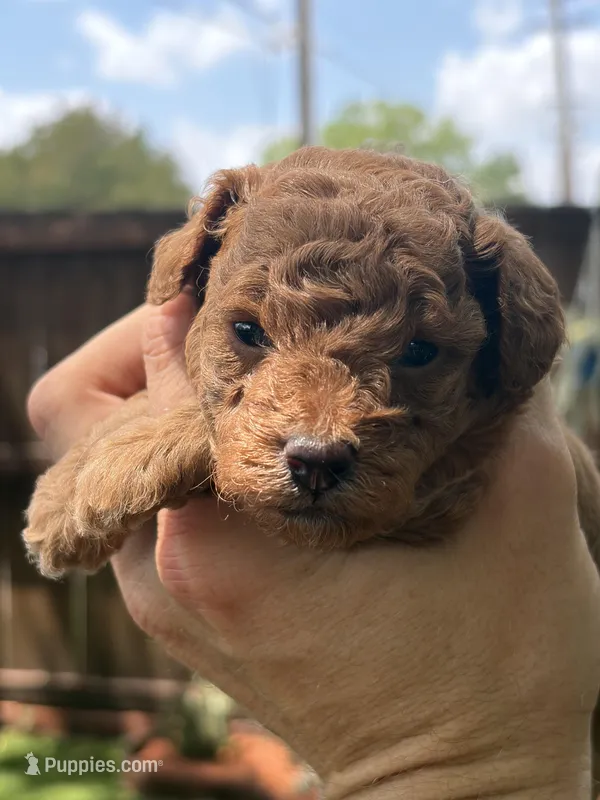 Toki (AKC) – Poodle - Toy  puppy for sale in Dallas, TX