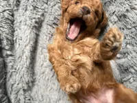 Toki (AKC), a female Poodle - Toy  for sale in Dallas, TX – Photo 5 of 6