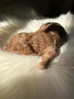 Toki (AKC), a female Poodle - Toy  for sale in Dallas, TX – Photo 3 of 6