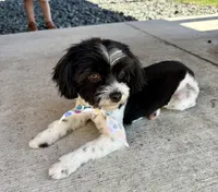 Lily, a female Maltese and Shih Tzu for sale in Andover, MN – Photo 3 of 4