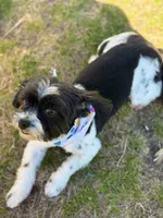 Lily, a female Maltese and Shih Tzu for sale in Andover, MN – Photo 1 of 4