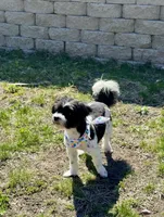 Lily, a female Maltese and Shih Tzu for sale in Andover, MN – Photo 2 of 4