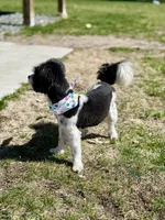 Lily, a female Maltese and Shih Tzu for sale in Andover, MN – Photo 4 of 4